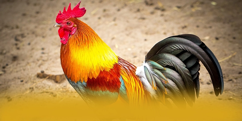 Hệ thống chăm sóc khách hàng tại BET168
