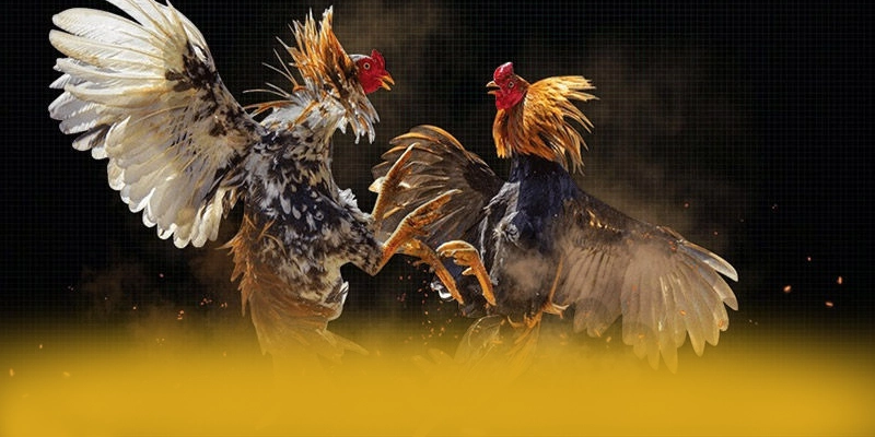 Nền tảng đa nền tảng cùng BET88 Nền tảng đa nền tảng cùng BET88