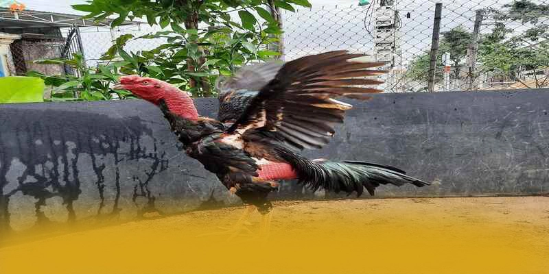 Hệ thống chăm sóc khách hàng tại GOOD88 Hệ thống chăm sóc khách hàng tại GOOD88